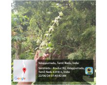 Field Visit & Plant Indentification to Kolli Hills, Namakkal.